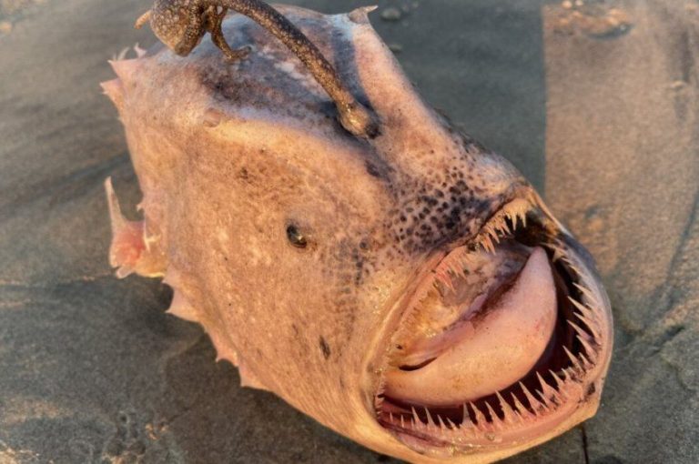 Kiderítették, miért néznek ki nagyon furcsán a mélytengeri halak