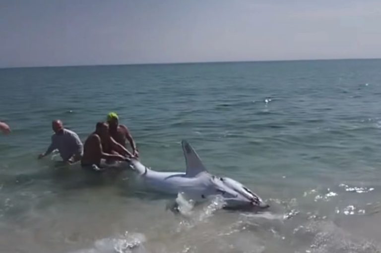 Videó: strandolók puszta kézzel tereltek vissza egy óriási cápát a tengerbe