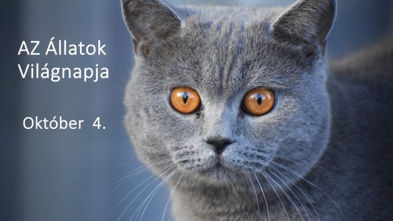 Az Állatok Világnapja
